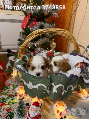 Малки кученца порода Кавалер Кинг Чарлз Шпаньол , снимка 7 - Кавалер кинг чарлз шпаньол - 53019640