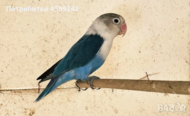 Неразделки 