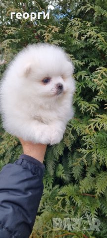 Померен , снимка 6 - Померан - 35755799