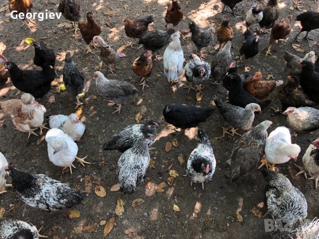 Големи КАТУНСКИ пилета, снимка 11 - Кокошки и пуйки - 41337228