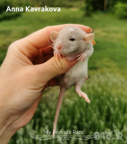 Декоративни плъхчета , снимка 5 - Други - 37326095