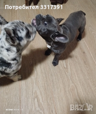 френски булдог момче и момиче