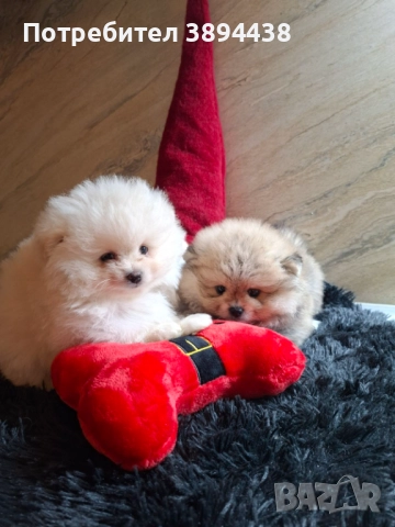 Померан женски, снимка 2 - Померан - 52693672