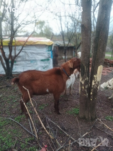 Англонобийски пръч,кози,ярета и виетнамски прасета