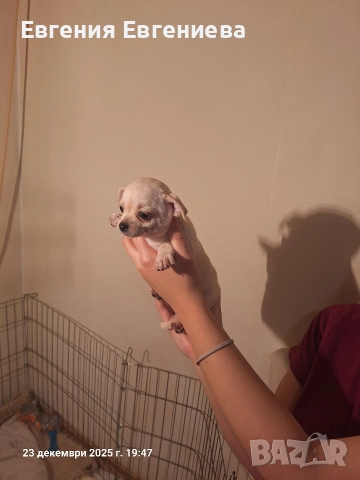 Мини чихуахуа,две момчета и две момичета., снимка 7 - Чихуахуа - 52887110