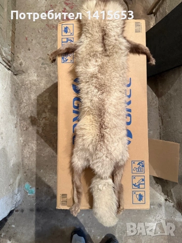 Продавам препарирана лисица, снимка 4 - Други ценни предмети - 53224567