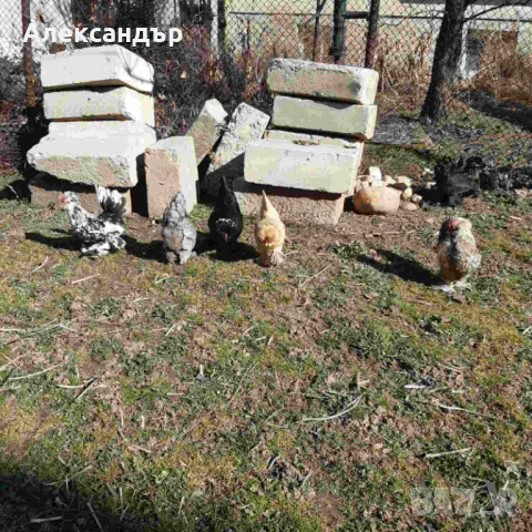 Струмски Бантам, снимка 14 - други­ - 49025276