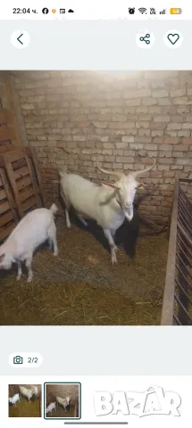 Пръч на 2 години.