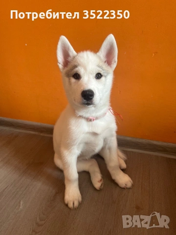 Бебета порода сибирско хъски , снимка 2 - Хъски - 53287534