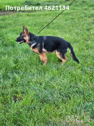 Малка мъжка немска, снимка 9 - Други животни - 52432567