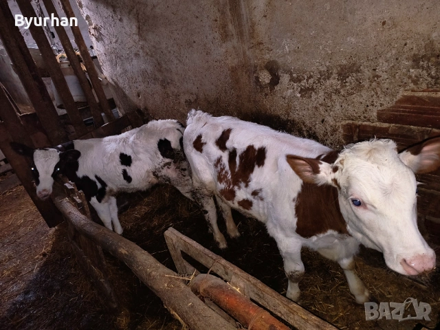 Свободно две мъжки телета на 5 и 3 месеца, снимка 4 - Други - 53512359