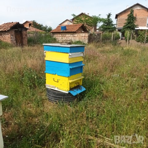 Пчелни семейства( кошери), снимка 2 - За пчели - 40917621