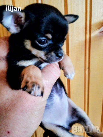 Чихуахуа късокосместо , снимка 2 - Чихуахуа - 53807161