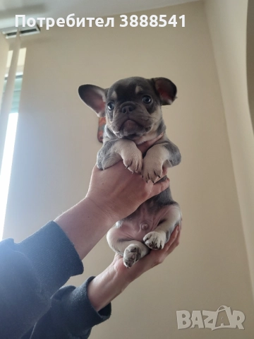 Елитни френски булдоци родени на 23.08., снимка 8 - Френски булдог - 43655613