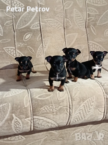 Пинчер мини , снимка 14 - Пинчер - 52934252