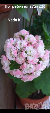 Pelargonium nada k
