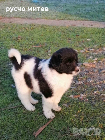 Кученца, снимка 7 - Каракачанска овчарка - 50739917