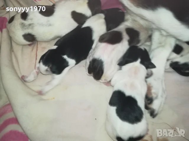 ДЖАК РЪСЕЛ БЕБЕТА 1408250720, снимка 7 - Джак ръсел териер - 51360990