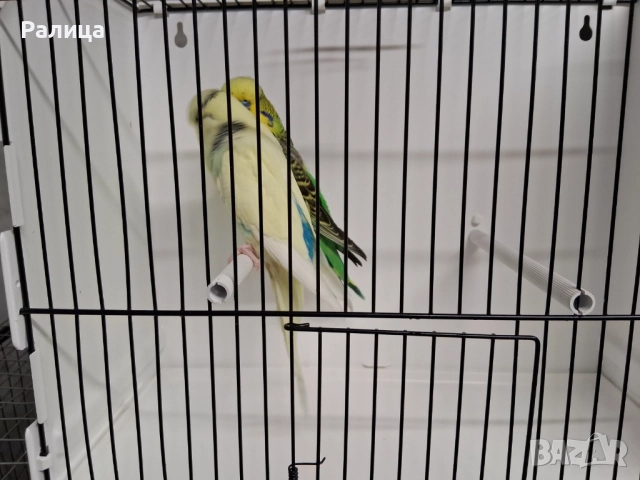 Изложбени вълнисти, снимка 6 - Папагали - 51584676