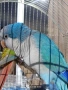 продам папагал монах( Калита), снимка 3