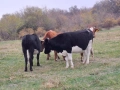 Телета (крави), снимка 4