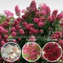 Хортензия Paniculata red, снимка 4