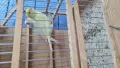 Продавам канарчетата Орфей мъжки 35,женски 25, снимка 1