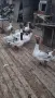 пуйки   и   гъски, снимка 2