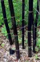 100 нови висококачествени семена Студоустойчив черен бамбук от САЩ за Декорация на дома и Градината , снимка 1