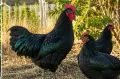 Продавам оплодени яйца и пилета  от Австралорп и Легхорн, снимка 14
