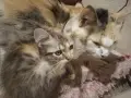 подарявам малки котенца, снимка 1