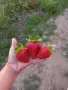 Продавам пресен разсад ягоди, Априка, снимка 1