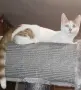 Бяло-рижав котарак търси дом, снимка 7