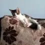 Подарявам мъжко котенце, снимка 3