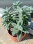 Красула Тенелли - Crassula mesembryanthemoides 'Tenelli  , снимка 7
