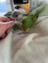 Папагали Сенегалски , снимка 5