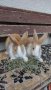 Холандски зайци, зайци Веселина и кръстоска, снимка 7