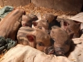 Виетнамски прасета, снимка 3