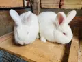 Новозеландски зайци, снимка 5