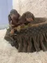 Дакели дългокосмести, снимка 6