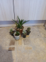 Кактуси и сукуленти, снимка 1 - Стайни растения - 36410333