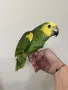 Ръчно хранена Синьочела Амазона, снимка 1