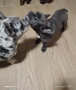 френски булдог момче и момиче, снимка 1