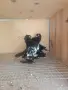 млади красиви гьльби , снимка 1