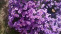 Цветя Астра алпийска – за ранно пролетно засаждане в градината, снимка 1 - Разсади - 41046622