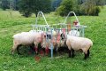 Хранилка за кръгли бали за овце и кози - H4 EKO, снимка 6
