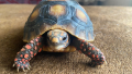 Продавам сухоземни костенурки, снимка 1 - Костенурки - 44525719