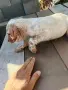 Английски сетер, снимка 2