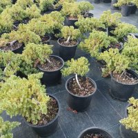 Juniperus procumbens 'Nana' (Хвойна прокумбенс 'Нана'), снимка 6 - Градински цветя и растения - 39205317