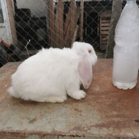 Френски кочовати зайци, снимка 4 - Други - 36206895